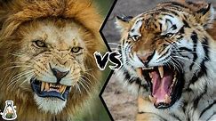 LION VS TIGER - Who is the real king?