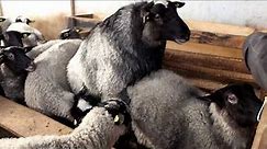 Romanovska ovca - Prvo parenje