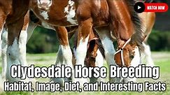 Clydesdale Horse Breeding - Habitat, Image, Diet, and Interesting Facts Horse Breeding Part 2