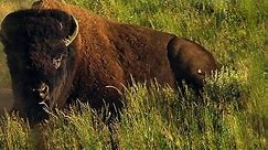 How 60 Million Bison Became 1,000 in a Century