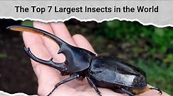 The Top 7 Largest Insects in the World