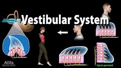 The Vestibular System, Animation
