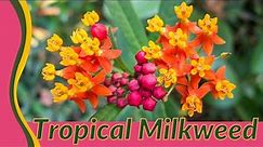 The Unexpected Truth Behind Tropical Milkweed! (Asclepias curassavica)