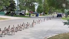 60+ geese making their own parade march through Winnipeg