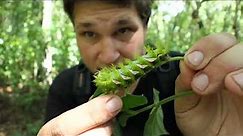 VENOMOUS Jungle Caterpillar [Automeris naranja]