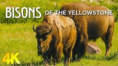 Bisons of Yellowstone National Park - 4K Nature Documentary Film - Amazing Animal Life