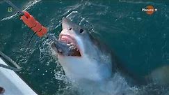 Żarłacz biały gwiazdor mórz i oceanów - film dokumentalny lektor pl