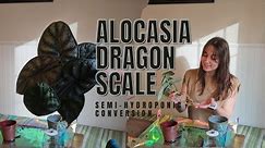 Transitioning My Alocasia Dragon Scale to Semi-Hydroponic!!