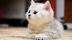 Cute Baby Cats - Cat Wallpapers
