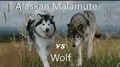 Alaskan Malamute Vs Wolf