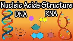 Structure Of Nucleic Acids - Structure Of DNA - Structure Of RNA - DNA Structure And RNA Structure