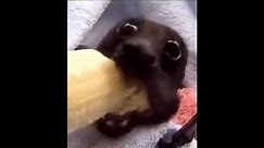 bat eating banana but its only 360p