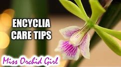 Care tips for Encyclia Orchids + Epicyclia Serena O'Neill in bloom!