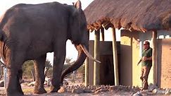 Must See! Man Exits Bathroom and Comes Face-to-Face With Giant Elephant Bull