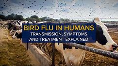 Bird Flu in Humans: Transmission, Symptoms and Treatment of Avian Influenza (H5N1)