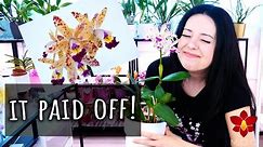When good decisions pay off! - Orchid Updates that boost confidence!