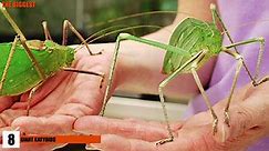 12 BIGGEST Insects
