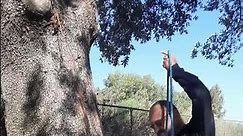 Best Way To Throw a Rope Around a Tree For Climbing!