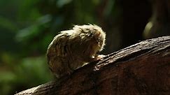 A tiny eastern pygmy marmoset (Callithrix pygmaea) sits in a shaft of light and cautiously looks around for danger. Pygmy marmoset are native to the Amazon and the smallest monkey species in the world
