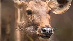 Spotted deer grazing in the field - Kanha National Park - video Dailymotion