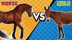 Horse VS Mule | A brief list of differences you didn't know before