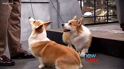 Corgis 101: Everything you need to know about Queen Elizabeth's favorite dog - New Day NW
