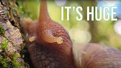 The Giant African Land Snail Is EATING Hawaii