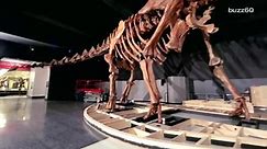 Biggest dinosaur ever found lives in New York City