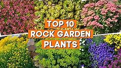 Top 10 Lovely Rock Garden Plants You Need to Create a Colorful Landscape 🪨 🌻 💛