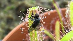 Sundew Carnivorous Plant Catches fly timelapse