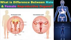 Difference Between Male and Female Reproductive Organs