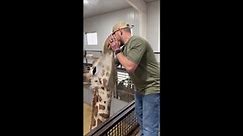 Animal chiropractor fixes giraffe's jaw