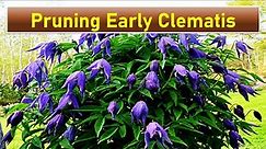 Pruning Early Flowering Clematis - type 1 - Clematis alpina