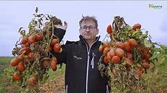Jak uzyskać WYSOKIE PLONY pomidora gruntowego?