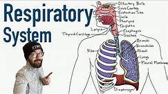 Respiratory System | Structure and Function
