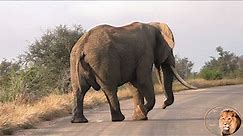 Spectacular Elephant Tusker In Musth (N'waswitsontso)