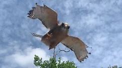 Hawk attacks seem more common lately. Austin's tree canopy may have something to do with it.