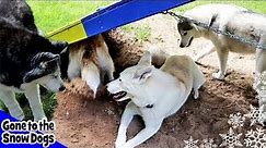 Five Huskies Playing Together | Dirt right in the Face