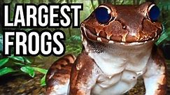 8 Of The Largest Frogs In The World