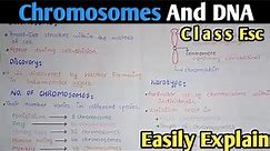 Introduction To Chromosomes | Chemical Composition Of Chromosomes | Class 12 Biology