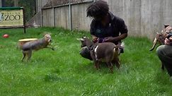 Tiny Goats Visit Chupacabra