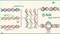 Chapter.14 DNA hybridisation , OCR A
