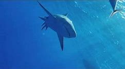 AskDes Samsung Galaxy S8 Raw 4K Underwater Shark Footage