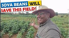 Soya Bean Farming in Zambia: How We Use Soya Beans to Revive an Old Field