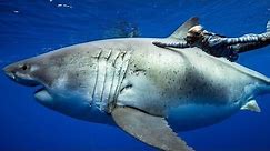 Top ten biggest sharks in the world