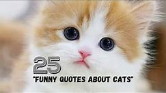 25 Funny Quotes About Cats - My Social Quotes