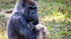 World’s oldest male gorilla dies at Zoo Atlanta