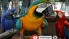macaw parrot talking | macaw parrot sound