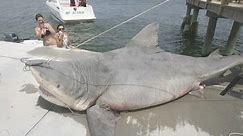 The 9 Biggest Sharks Ever Caught
