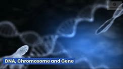 DNA, Chromosome and Gene